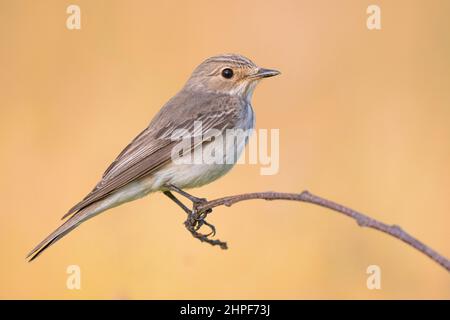 Gefleckter Fliegenfänger (Muscicapa striata), Seitenansicht eines Erwachsenen, der auf einem Ast thront, Kampanien, Italien Stockfoto