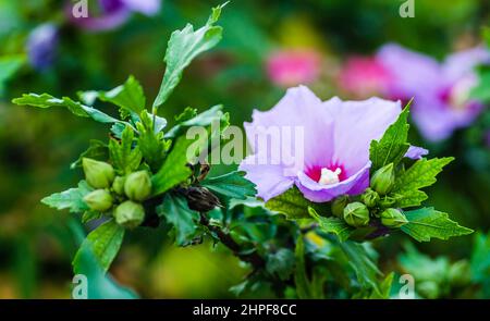 Lila Blüten der Hibiskuspflanze, an den Ästen eines Baumes, aus der Nähe, in einem privaten Garten. Stockfoto