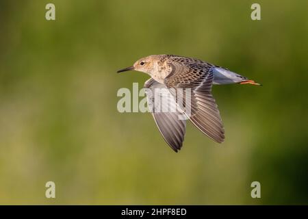 Ruff (Philomachus pugnax), Seitenansicht eines erwachsenen Weibchen im Flug, Kampanien, Italien Stockfoto