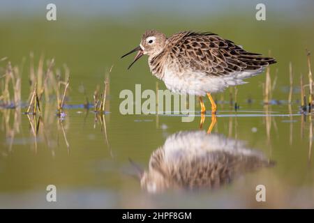 Ruff (Philomachus pugnax), Seitenansicht eines erwachsenen Mannes, der im Wasser steht, Kampanien, Italien Stockfoto