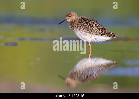 Ruff (Philomachus pugnax), Seitenansicht eines erwachsenen Weibchen, das im Wasser steht, Kampanien, Italien Stockfoto