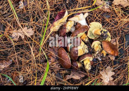 Pilze mit braunen Mützen im Herbstwald. Nahaufnahme von Pilzen aus Polen. Stockfoto