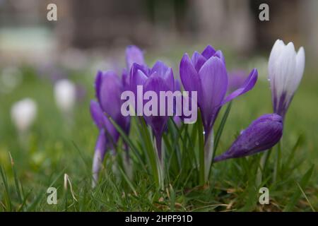 Im Frühjahr blühende Krokus im Gras eingebürgert. Stockfoto