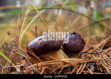 Pilze mit braunen Mützen im Herbstwald. Nahaufnahme von Pilzen aus Polen. Stockfoto