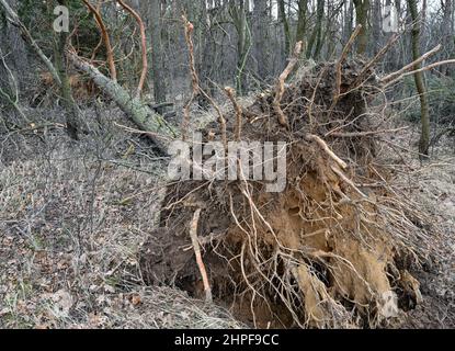Petershagen, Deutschland. 17th. Februar 2022. Ein entwurzelter Baum liegt in einem Wald. Quelle: Patrick Pleul/dpa-Zentralbild/ZB/dpa/Alamy Live News Stockfoto