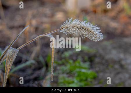 Stachelette im Reif an einem frostigen Herbsttag. Nahaufnahme einer gefrorenen Pflanze. Stockfoto