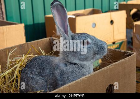 Kaninchen zum Verkauf auf dem Markt. Ein schöner grauer Haushase mit langen Ohren sitzt in einem Karton. Stockfoto