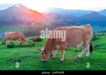 Asturian Mountain Cattle Kuh sitzt auf dem Rasen in einem Nationalpark zwischen den Bergen bei Sonnenuntergang Stockfoto