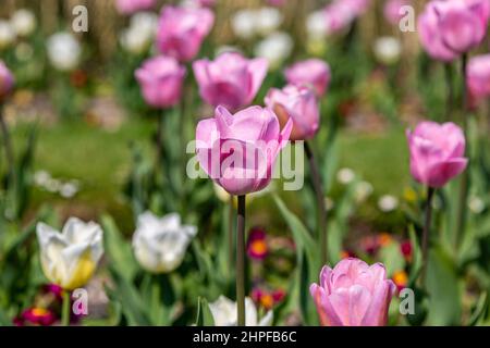 Tulpen wachsen in Sussex an einem Frühlingstag, mit einer geringen Schärfentiefe Stockfoto