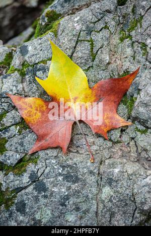 Feuille morte, Saint Zacharie, Source des Nayes, Var, 83, Frankreich, PACA Stockfoto