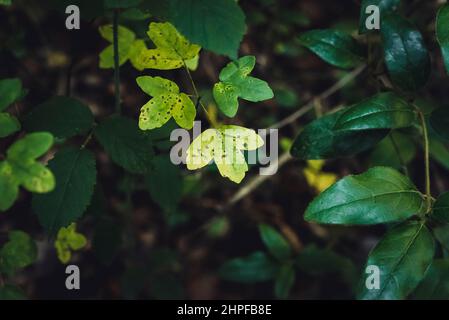 Feuilles d'érables de Montpellier Stockfoto