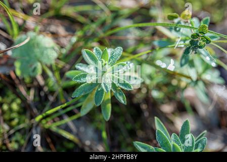 Rosée du Matin sur pousse d'Ephorbe, Source des Nayes, Var, Frankreich, 83, PACA Stockfoto