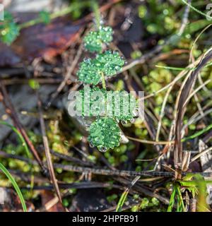 Rosée du matin, Source des Nayes, Var, Frankreich, 83, PACA Stockfoto