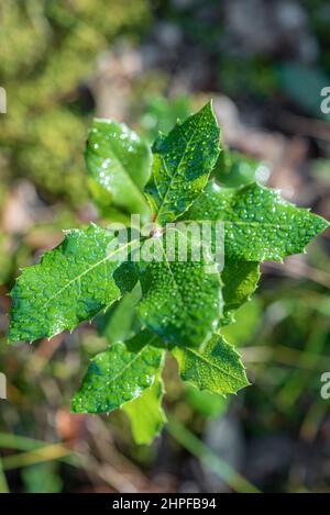 Rosée du matin, Source des Nayes, Var, Frankreich, 83, PACA Stockfoto