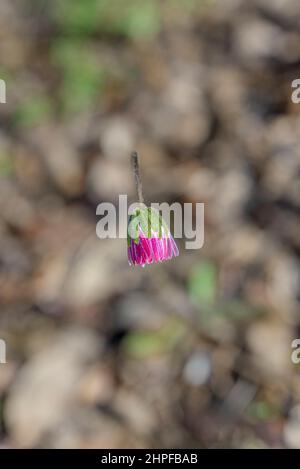 Bouton de Fleur, Var, Source des Nayes, Saint Zacharie, Frankreich, Var, 83, PACA Stockfoto