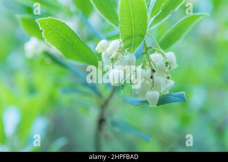 Fleurs d'arbousier, Saint Zacharie, Source des Nayes, Var, Frankreich, 83, PACA Stockfoto