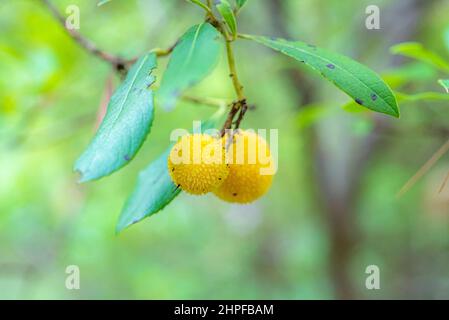 Arbouse, Saint Zacharie, Source des Nayes, Var, Frankreich, 83, PACA Stockfoto