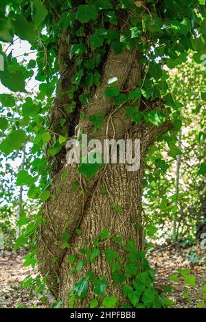 Feuilles de tamier, Var, Saint Zacharie, Source des Nayes, PACA, 83, Frankreich Stockfoto