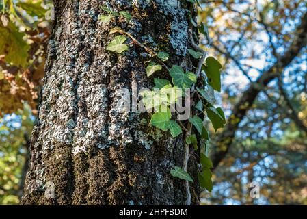 Foret en Automne, La Sainte Baume, plant D'aups Var Frankreich Stockfoto