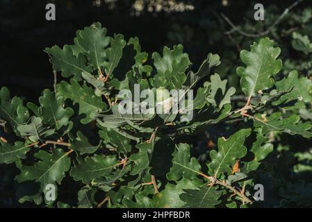 Foret en Automne, La Sainte Baume, plant D'aups Var Frankreich Stockfoto