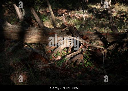 Foret en Automne, La Sainte Baume, plant D'aups Var Frankreich Stockfoto