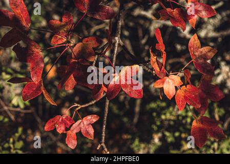 Foret en Automne, La Sainte Baume, plant D'aups Var Frankreich Stockfoto