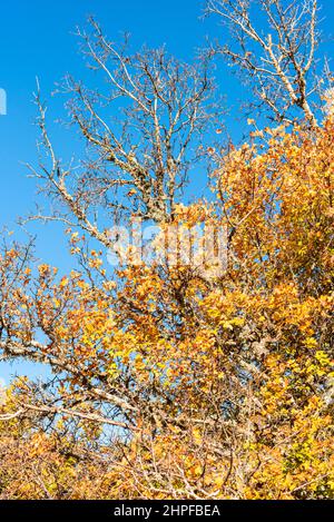 Foret en Automne, La Sainte Baume, plant D'aups Var Frankreich Stockfoto