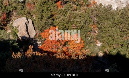 Foret en Automne, Mazaugues, Plans D'aups Var France Stockfoto