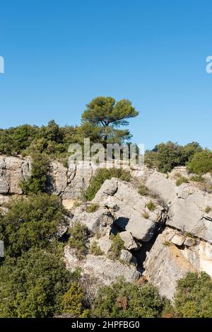 Foret en Automne, Mazaugues, Plans D'aups Var France Stockfoto