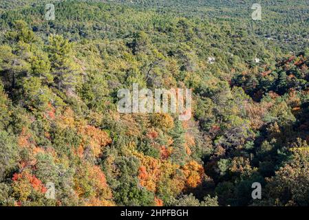 Foret en Automne, Mazaugues, Plans D'aups Var France Stockfoto