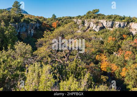 Foret en Automne, Mazaugues, Plans D'aups Var France Stockfoto