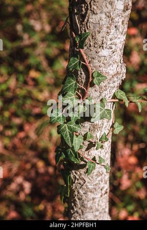 Foret en Automne, Mazaugues, Plans D'aups Var France Stockfoto