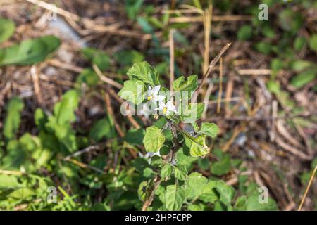 Solanum nigrum, Schwarzer Nachtschattenpflanze in Blume Stockfoto