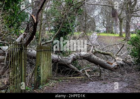 Northampton, Großbritannien. Wetter. 21st. Februar 2022. Starke Winde im Abington Park, während die Nachwirkungen des Sturms Eunice weiterhin Bäume niederbläst. Kredit: Keith J Smith./Alamy Live Nachrichten. Stockfoto