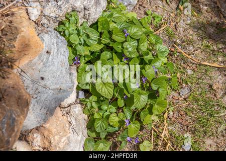 Viola odorata, Holz violett Pflanze in Blume Stockfoto