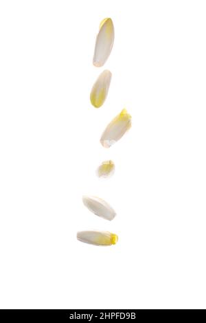 Rohe Bio-Endives, Salat-Chicorée Stockfoto