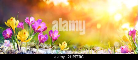 Frühlingsblumen - Krokusblüten Auf Gras Mit Sonnenlicht Stockfoto