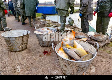 Stapel von sortierten Mist-Fischen in Metalleimer, bereit für den Transport zum Einzelhandel. Stockfoto