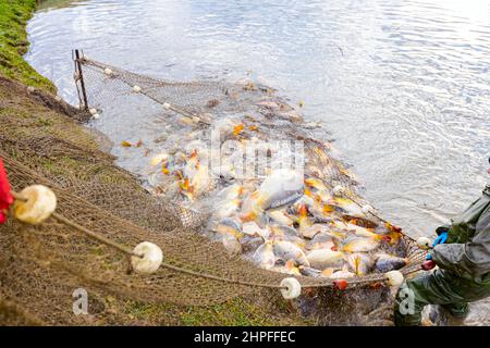 Fischer tragen wasserdichte Overalls, als sie Fischernter voller Mist-Fische aus dem Fischteich herausziehen und auf der Fischfarm ernten. Stockfoto
