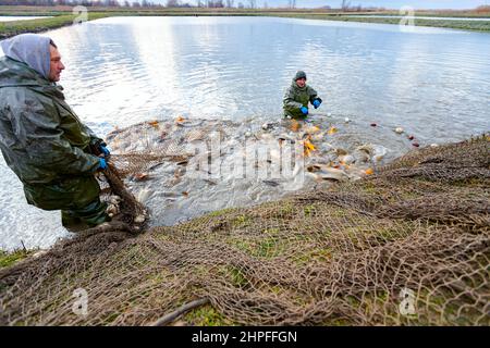 Fischer tragen wasserdichte Overalls im Fischteich, während sie das Fischernetz voller Mist-Fische herausziehen und auf der Fischfarm ernten. Stockfoto