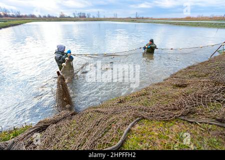 Fischer tragen wasserdichte Overalls im Fischteich, während sie das Fischernetz voller Mist-Fische herausziehen und auf der Fischfarm ernten. Stockfoto