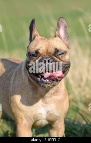 Niedlicher französischer Bulldogge mit witzigem Gesicht und zwinkerndem Auge und Zunge, die herausragt Stockfoto