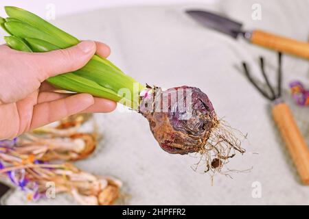 Wiederbepflanzung vertrocknete Hyazinthe Frühling Blume Pflanze Glühbirne Stockfoto