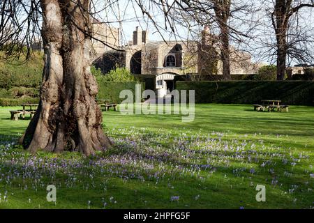 Blick auf Walmer Castle aus dem Parkland-Gebiet, zeigt Wintercrocues in Bloom Stockfoto