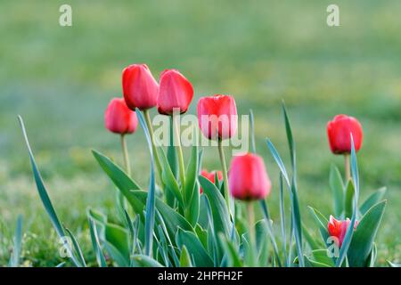 Rote Tulpenblüten mit Knospen, die in freier Wildbahn wachsen. In einem kleinen Blumenbeet gepflanzt. Der erste Frühling blüht. Unscharfer natürlicher Hintergrund, Kopie, Raum. Stockfoto