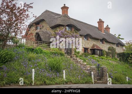 Die Schokoladenbox Bild von Bluebells vor Stein gebaut strohgedeckten Hütten in Church Hill, Godshill, Isle of Wight, an einem grau bewölkten Frühlingstag Stockfoto