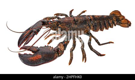 Frischer Hummer isoliert auf weißem Hintergrund Stockfoto