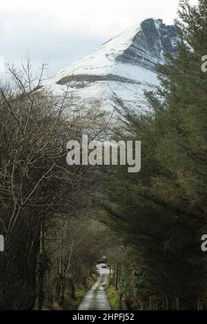 Landstraße, umgeben von Bäumen, die zu einem schneebedeckten Benwiskin Mountain, County Sligo, Irland führt Stockfoto