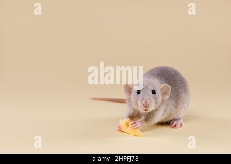 Hausratte mit Käse auf einem beigen Hintergrund.nettes Baby dumbo. Stockfoto