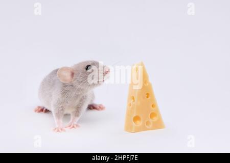 Hausratte mit Käse auf hellem Hintergrund. Niedliches Baby dumbo. Stockfoto